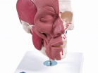       3B Smart Anatomy - urteks.ru - 