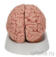   , 5  3B Smart Anatomy - urteks.ru - 