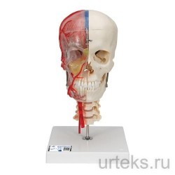   , ,    , BONElike, 8  - 3B Smart Anatomy - urteks.ru - 