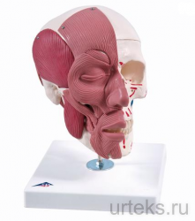       3B Smart Anatomy - urteks.ru - 