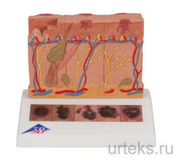 J15    3B Smart Anatomy - urteks.ru - 