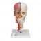   , ,    , BONElike, 8  - 3B Smart Anatomy - urteks.ru - 