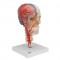   , ,    , BONElike, 8  - 3B Smart Anatomy - urteks.ru - 