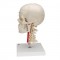   , ,    , BONElike, 8  - 3B Smart Anatomy - urteks.ru - 