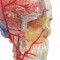   , ,    , BONElike, 8  - 3B Smart Anatomy - urteks.ru - 