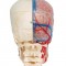   , ,    , BONElike, 8  - 3B Smart Anatomy - urteks.ru - 