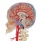   , ,    , BONElike, 8  - 3B Smart Anatomy - urteks.ru - 