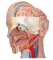 17   , ,   , 21  3B Smart Anatomy - urteks.ru - 