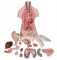 17   , ,   , 21  3B Smart Anatomy - urteks.ru - 